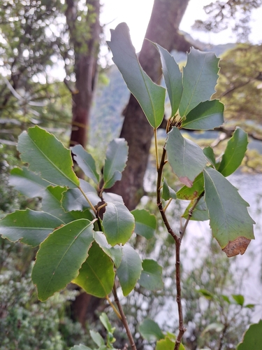 Haumakāroa (Raukaua simplex)