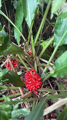 Palisota bracteosa observed 2026-04-05