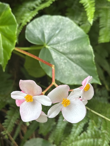 Begonia minor, 2026-04-05