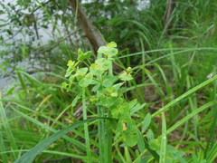 Euphorbia borodinii
