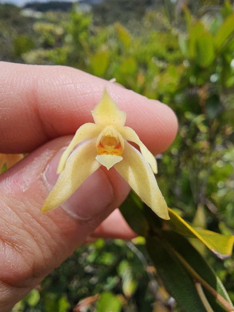 Dendrobium geminatum (Blume) Lindl. 2