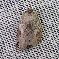 Nycteola sinuosa