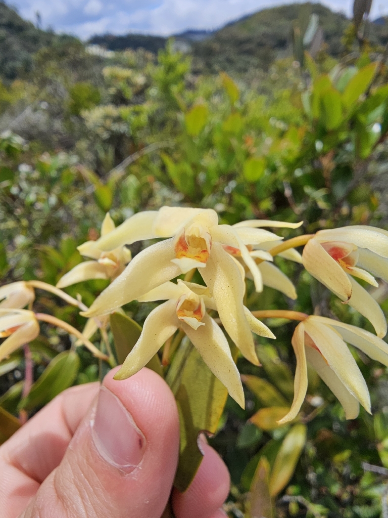 Dendrobium geminatum (Blume) Lindl. 3