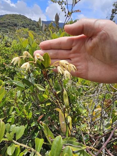 Dendrobium geminatum, photograph 2
