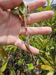 Dendrobium geminatum, photograph Richard Dimon, CC BY, iNaturalist via GBIF