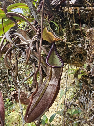 Pitcher Plant (Nepenthes sanguinea)