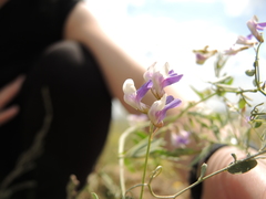Vicia biennis
