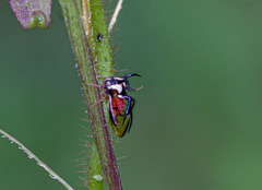 Cyphonia trifida
