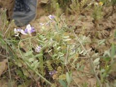 Vicia biennis