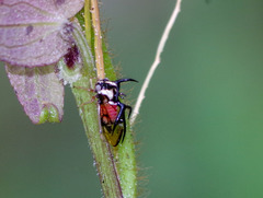 Cyphonia trifida
