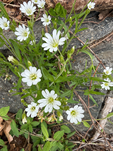 large field chickweed (Cerastium velutinum)