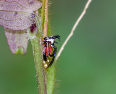 Cyphonia trifida