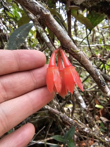 Agapetes scortechinii (Agapetes scortechinii)