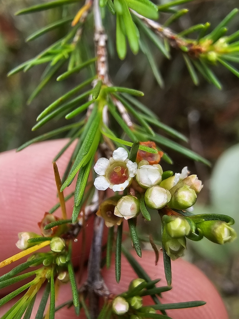 Chổi sể – Baeckea frutescens