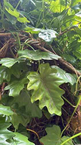 Philodendron lacerum observed 2026-04-05
