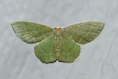 Thalera pistasciaria