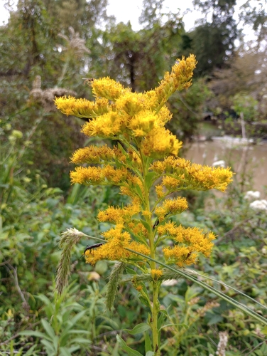Anise Goldenrod (Solidago chilensis)
