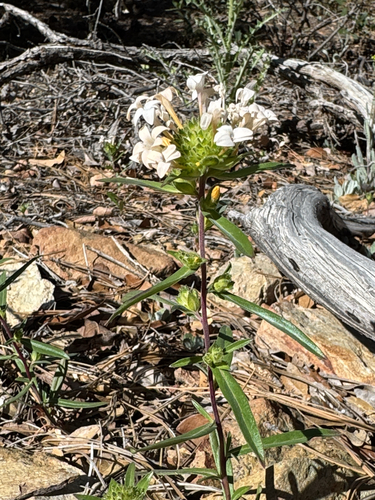 grand collomia (Collomia grandiflora)