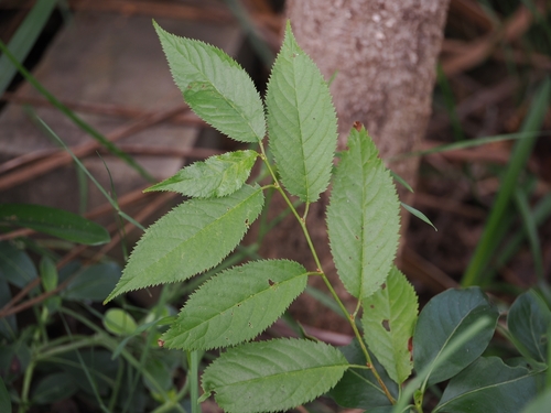 Prunus campanulata (Prunus campanulata)