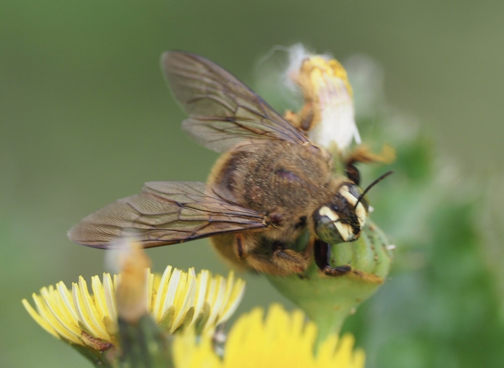 Stenoxylocopa