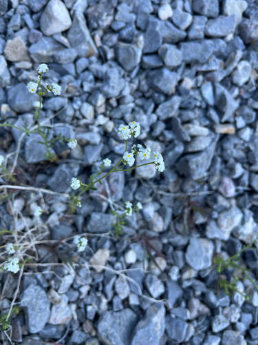 scented cryptantha (Cryptantha utahensis)