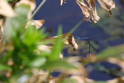 Enallagma circulatum