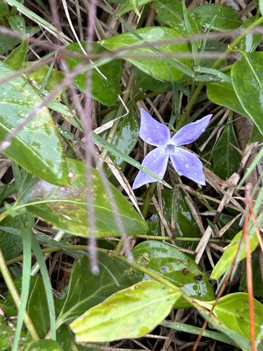greater periwinkle