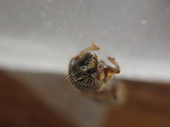 Trypodendron betulae