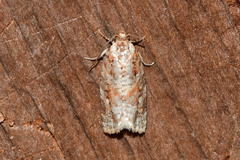 Argyrotaenia tabulana