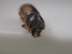 Trypodendron betulae