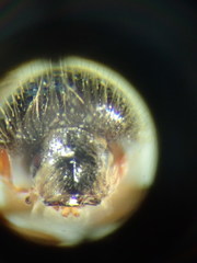 Trypodendron betulae