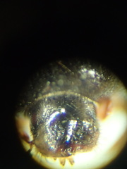 Trypodendron betulae