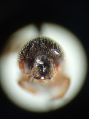 Trypodendron betulae