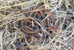 Tropidoclonion lineatum