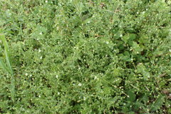 Arenaria serpyllifolia