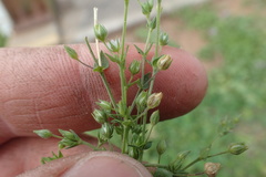 Arenaria serpyllifolia
