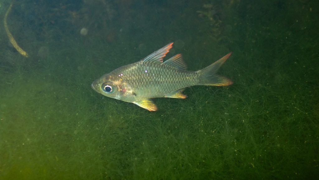 Macleayi's glassfish (Ambassis macleayi) — Ambassidae