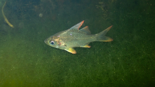 Commerson's glassy (Ambassis ambassis) — Ambassidae