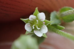 Arenaria serpyllifolia