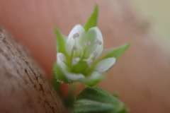 Arenaria serpyllifolia