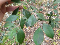 Calyptranthes pallens