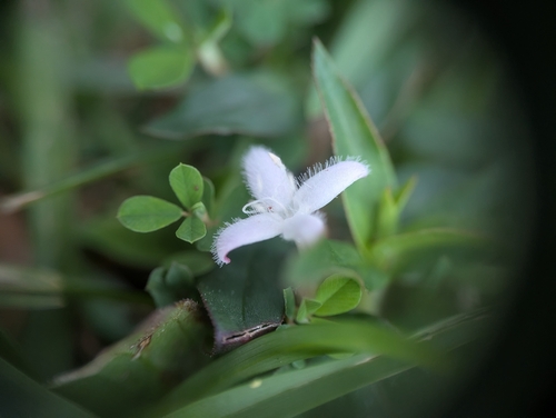buttonweed (Diodia virginiana)
