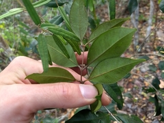 Calyptranthes pallens