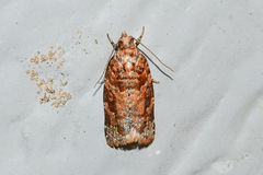 Argyrotaenia tabulana