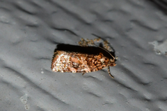 Argyrotaenia tabulana