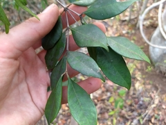 Calyptranthes pallens