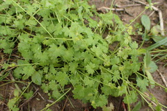 Ranunculus platensis