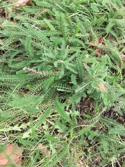 Achillea millefolium