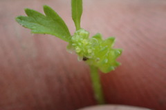 Ranunculus platensis