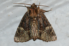 Phosphila turbulenta